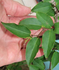 Oncoba spinosa