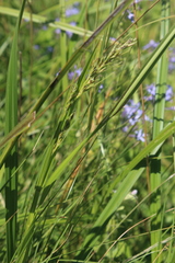 Scleria melanomphala