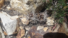 Austrocactus hibernus