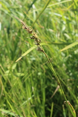 Scleria melanomphala