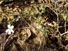 Jamesbrittenia tysonii