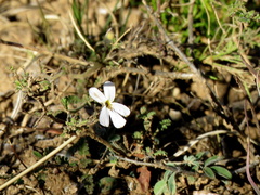 Jamesbrittenia tysonii