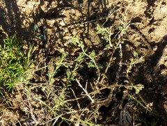 Jamesbrittenia tysonii