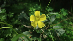 Oxalis pes-caprae