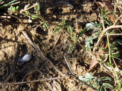 Jamesbrittenia tysonii