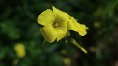 Oxalis pes-caprae
