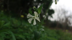 Silene latifolia