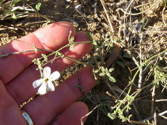 Jamesbrittenia tysonii