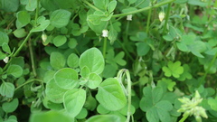 Salpichroa origanifolia