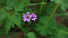 Geranium molle