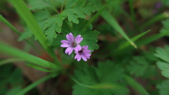 Geranium molle