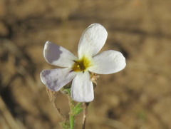Jamesbrittenia tysonii