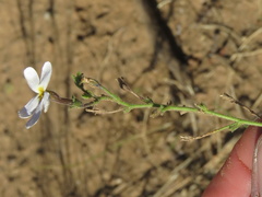 Jamesbrittenia tysonii