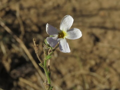 Jamesbrittenia tysonii