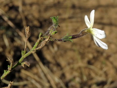 Jamesbrittenia tysonii