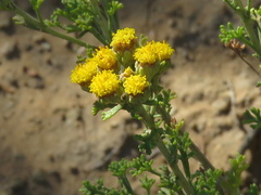 Pentzia punctata