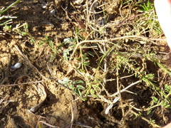 Jamesbrittenia tysonii