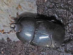 Hololepta plana
