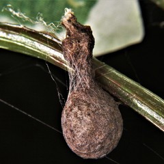 Mastophora hutchinsoni