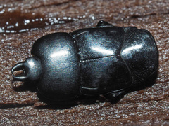 Hololepta plana