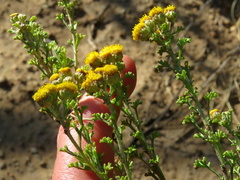 Pentzia punctata