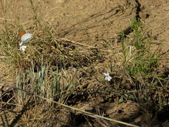 Jamesbrittenia tysonii