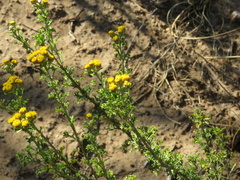 Pentzia punctata
