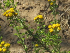 Pentzia punctata