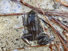 Lithobates catesbeianus