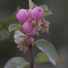 Doorenbos' Coralberry - Photo (c) mosplants, some rights reserved (CC BY-NC), uploaded by mosplants