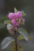 Symphoricarpos doorenbosii - Photo (c) mosplants, some rights reserved (CC BY-NC), uploaded by mosplants