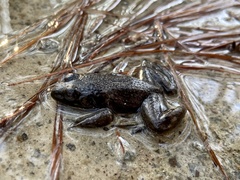 Lithobates catesbeianus