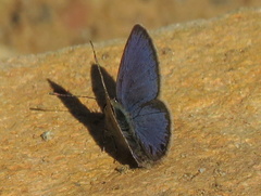 Eicochrysops