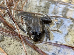 Lithobates catesbeianus