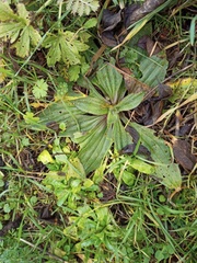 Plantago media