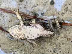 Lithobates catesbeianus