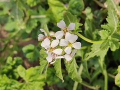 Diplotaxis erucoides