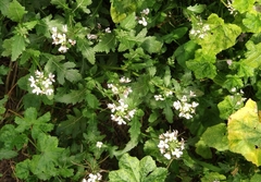 Diplotaxis erucoides