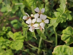 Diplotaxis erucoides
