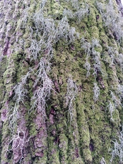 Usnea ceratina