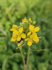 Brassiceae