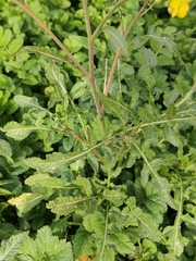 Brassiceae