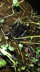 Leptodactylus podicipinus