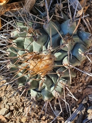 Thelocactus rinconensis