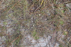 Syngonanthus flavidulus image
