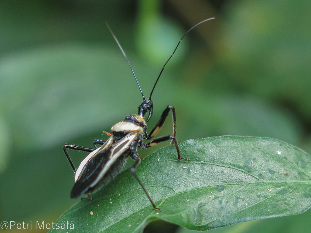 Rhynocoris obtusus