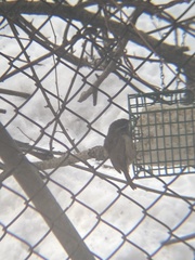 Thryothorus ludovicianus