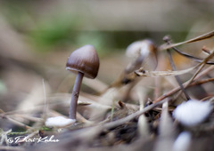 Mycena plumipes