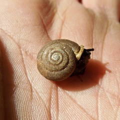 Triodopsis juxtidens