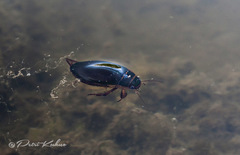 Dytiscus circumcinctus